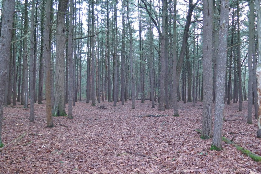 Over 13 Acres of private wooded land on Carr Lake.  Located in - Beach Acreage for sale in Muskegon, Michigan on Beachhouse.com