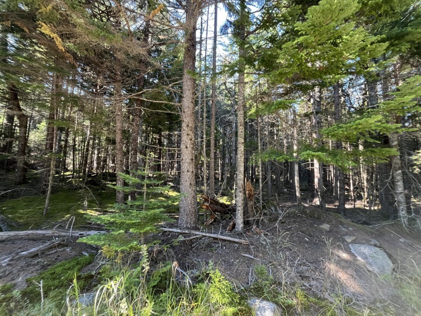 Looking for an opportunity to own a piece of land within walking - Beach Lot for sale in Roque Bluffs, Maine on Beachhouse.com