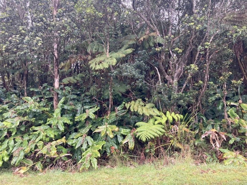 PRISTINE, NATIVE HAWAIIAN FOREST: BACK TO BACK, SIDE BY SIDE - Beach Lot for sale in Volcano, Hawaii on Beachhouse.com