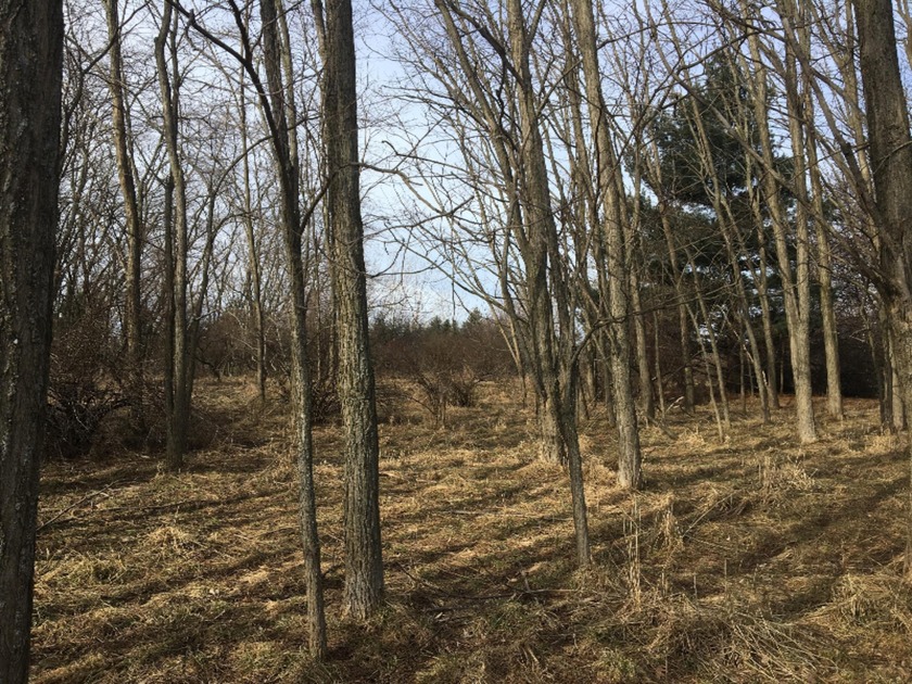 A great location to build your home on 4 lots, equaling almost 1 - Beach Lot for sale in Manistee, Michigan on Beachhouse.com