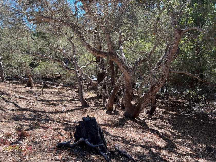 Leona Dr sloping down to Ardath Drive, a street to street - Beach Lot for sale in Cambria, California on Beachhouse.com