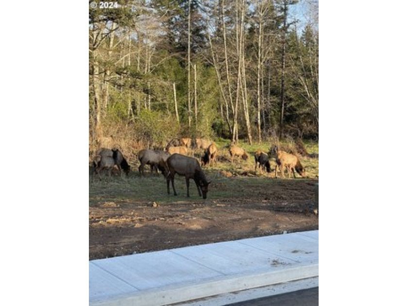 This beautiful, level, buildable city lot is in Brookings' - Beach Lot for sale in Brookings, Oregon on Beachhouse.com