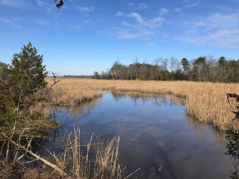 HEAVILY WOODED WATERFRONT HOMESITE.  LONG FRONTAGE ON GOOSE - Beach Lot for sale in Shacklefords, Virginia on Beachhouse.com