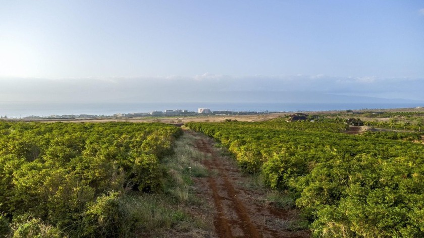 Your Dream Home Awaits in the Exclusive Kaanapali Coffee Farms - Beach Acreage for sale in Lahaina, Hawaii on Beachhouse.com