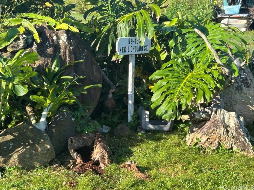 Lovely level Ag -2 parcel consisting of 3.533 Acres.  Perfect - Beach Acreage for sale in Haleiwa, Hawaii on Beachhouse.com