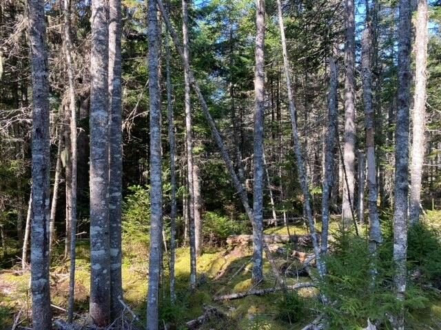 A beautiful, private lot on McHeard Stream in coveted East Blue - Beach Acreage for sale in Blue Hill, Maine on Beachhouse.com