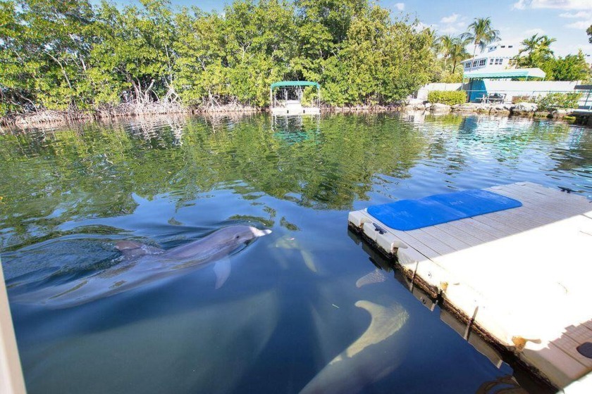Dolphins Plus is 2 acres of bayfront land. Existing structures - Beach Commercial for sale in Key Largo, Florida on Beachhouse.com