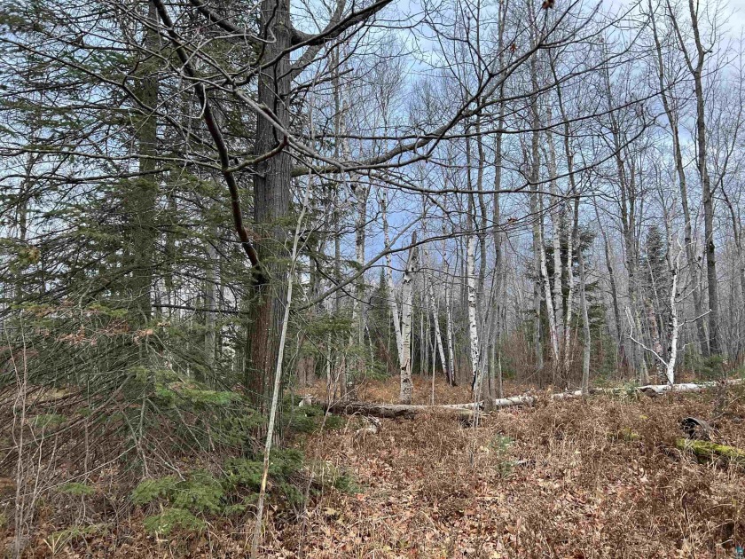 Beautiful 10 acres within walking distance of the Bark Bay - Beach Lot for sale in Herbster, Wisconsin on Beachhouse.com
