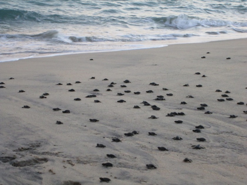 Baja California Sur Beachfront Homes For Sale Real Estate Mexico