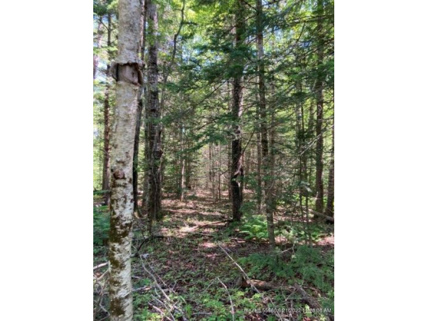 Nicely wooded 3.97 acre parcel of land in desirable Hancock - Beach Lot for sale in Hancock, Maine on Beachhouse.com