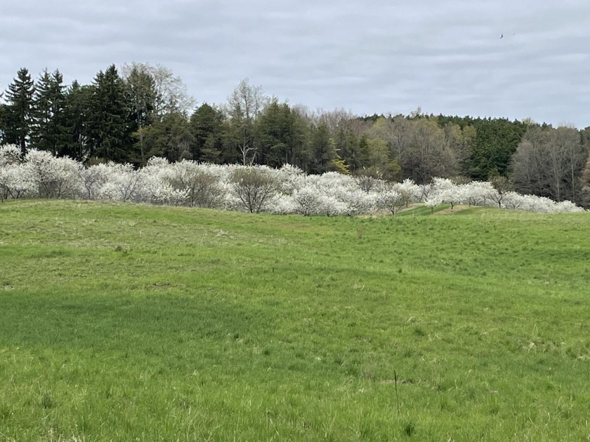 Here is your chance to own a wonderful hobby Fruit Farm. Located - Beach Acreage for sale in New Era, Michigan on Beachhouse.com