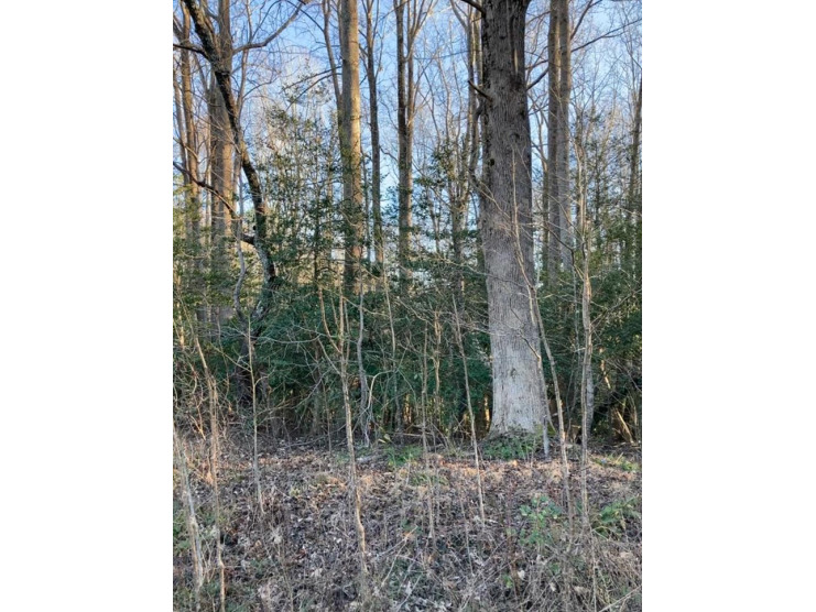 Large private wooded lot with numerous game animals. Community - Beach Lot for sale in Heathsville, Virginia on Beachhouse.com