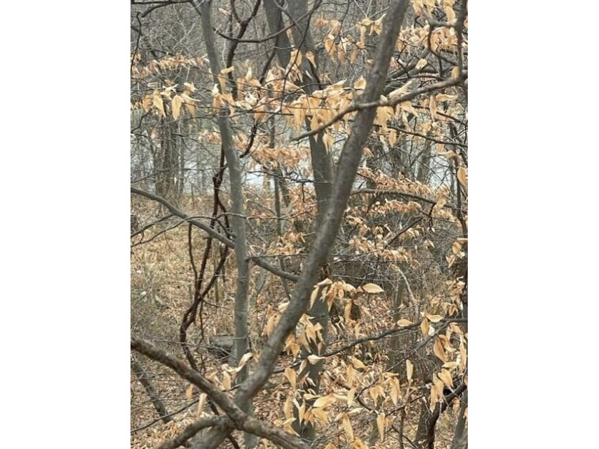 A Very beautiful piece of Property,close but not on the Paw Paw - Beach Lot for sale in Coloma, Michigan on Beachhouse.com