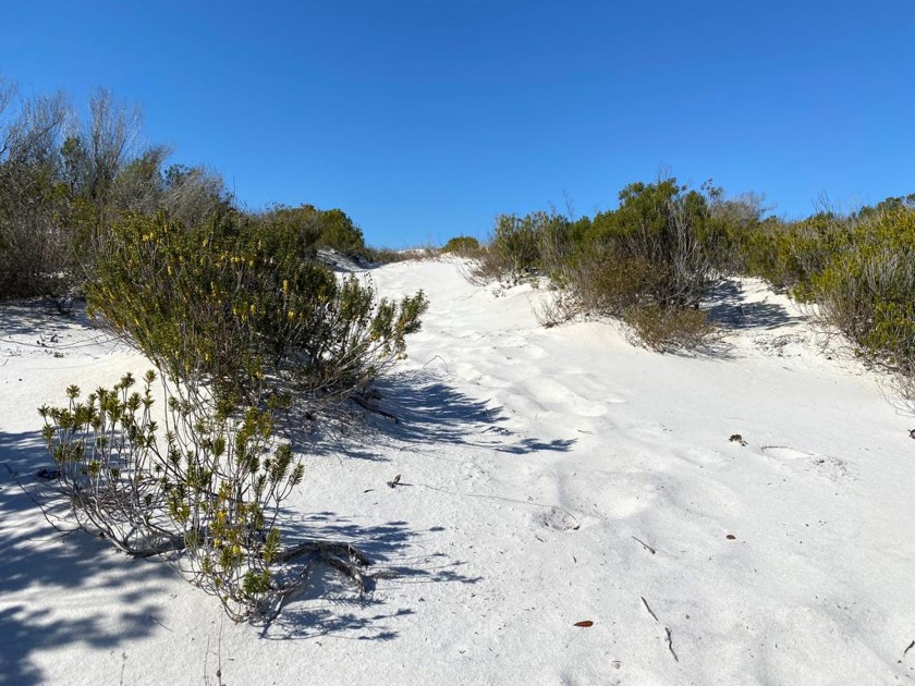 Unobstructed Beach View Lot on Cape San Blas.  Serenity will be - Beach Lot for sale in Port St Joe, Florida on Beachhouse.com