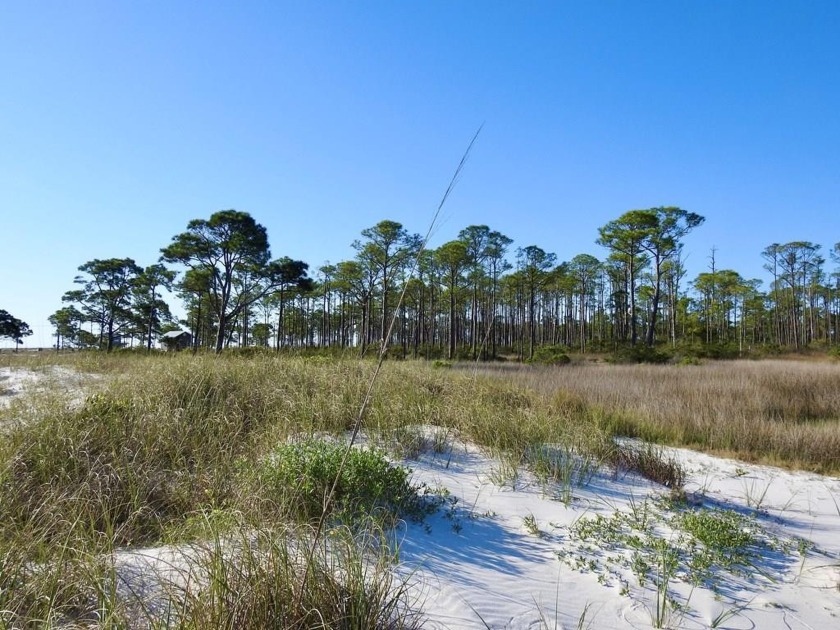 Beautiful 5 acre bay lot, located on the West End of Dog Island - Beach Acreage for sale in Carabelle, Florida on Beachhouse.com