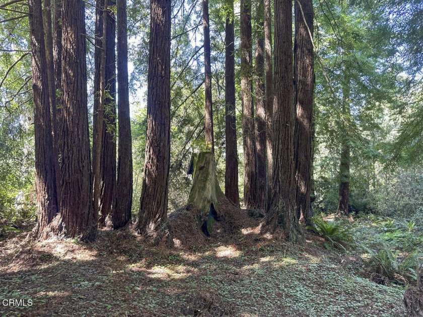 This wooded one acre parcel was a family campsite years ago - Beach Lot for sale in Fort Bragg, California on Beachhouse.com