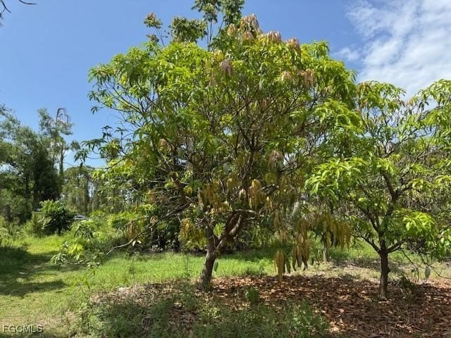 Build your estate home or Mango grove on this pristine 5 acres - Beach Acreage for sale in Bokeelia, Florida on Beachhouse.com