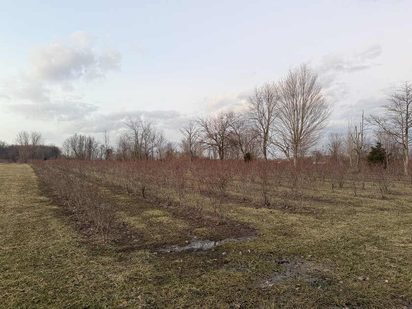 Nearly 10 acres of opportunity await! This beautiful 9.9-acre - Beach Acreage for sale in Covert, Michigan on Beachhouse.com