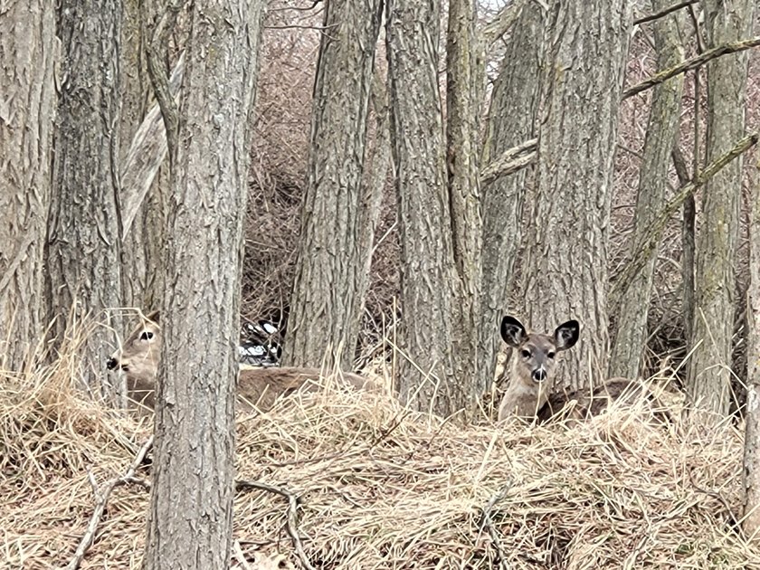 Lovely property on almost 2 acres! Beautiful setting with - Beach Lot for sale in Manistee, Michigan on Beachhouse.com