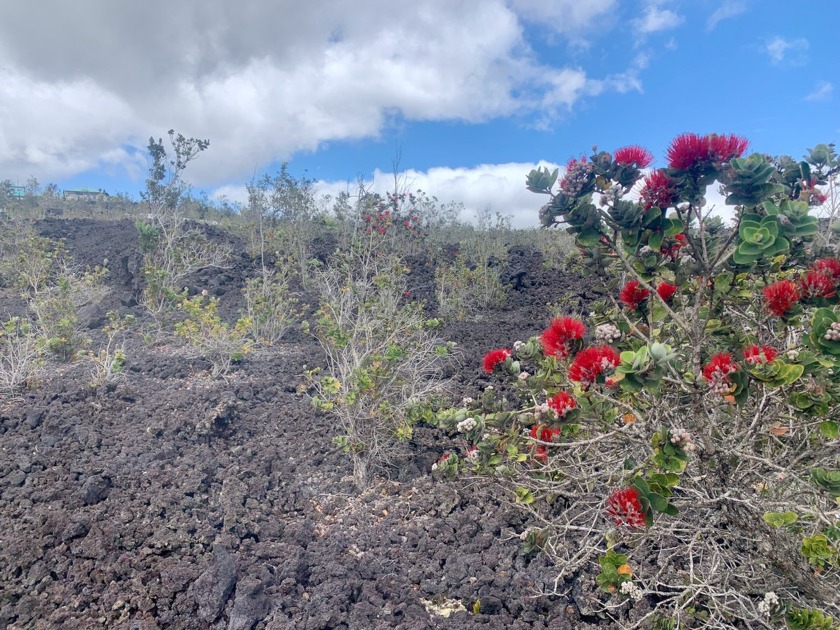 One acre rectangle lot in lower Ocean View Estates. Property - Beach Lot for sale in Ocean View, Hawaii on Beachhouse.com