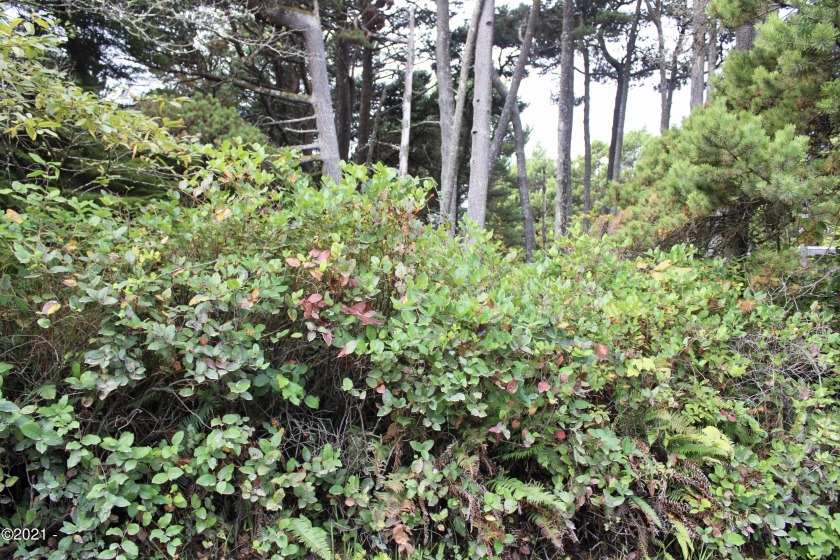 Time to build your home on the Oregon Coast? This lovely lot on - Beach Lot for sale in Waldport, Oregon on Beachhouse.com