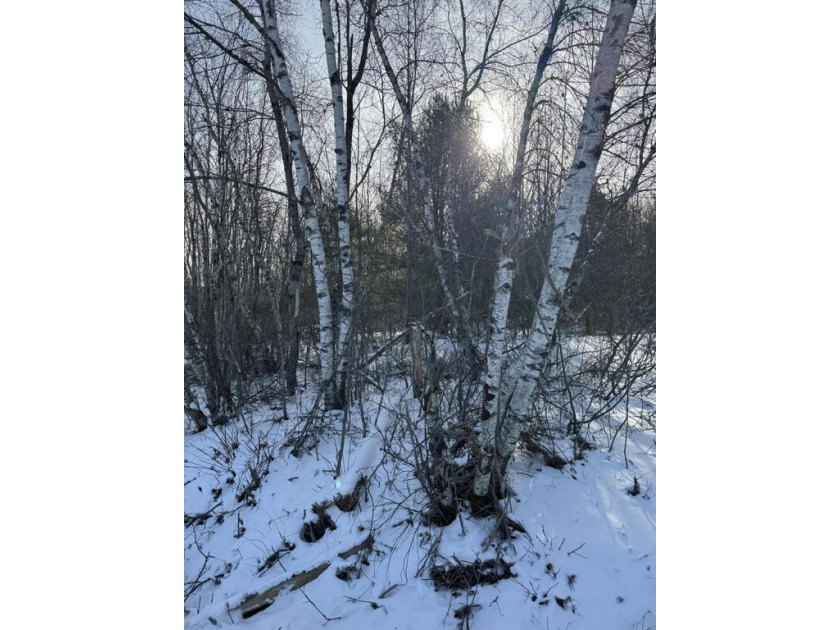 Serene, wooded land lot privately situated yet easily accessible - Beach Acreage for sale in Orland, Maine on Beachhouse.com