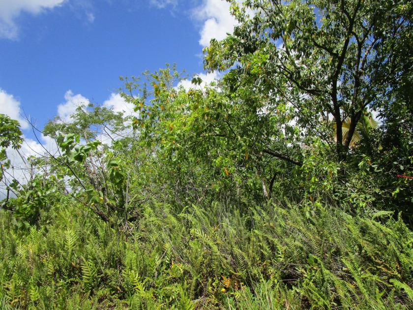 Enjoy the sunny side of Puna!  Only a short walk to Kehena Beach - Beach Lot for sale in Pahoa, Hawaii on Beachhouse.com