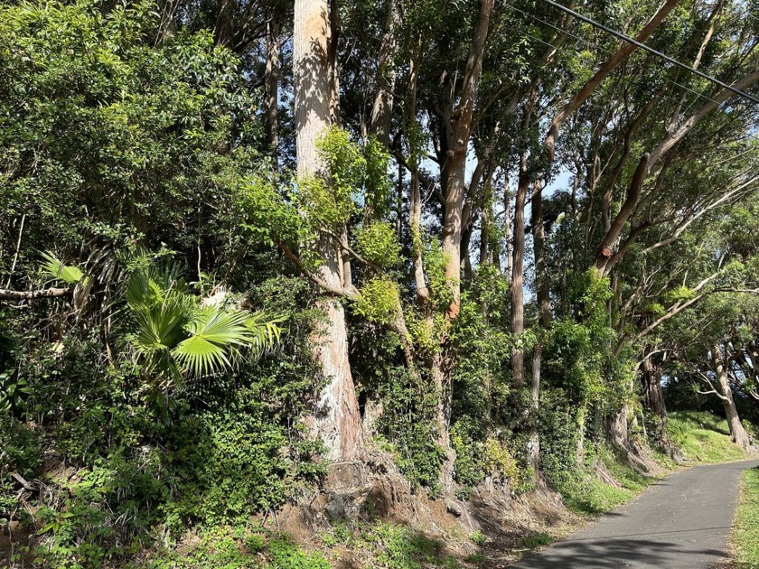 Are you dreaming of owning a piece of paradise? Here's your - Beach Acreage for sale in Honokaa, Hawaii on Beachhouse.com