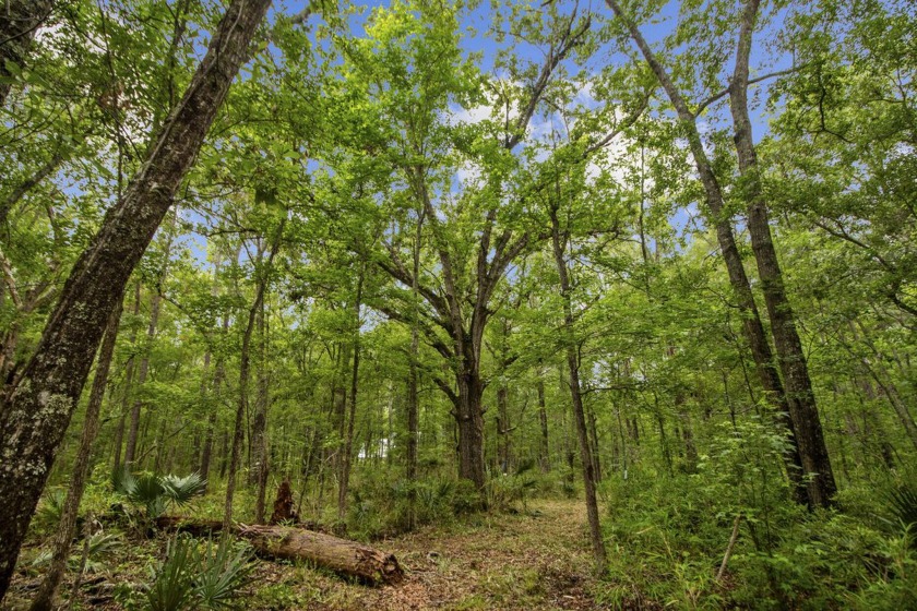 Build you dream home on 5.5 acres in peaceful Awendaw about 10 - Beach Acreage for sale in Awendaw, South Carolina on Beachhouse.com