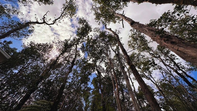 Surrounded by lush greenery and year-round sunshine, this vacant - Beach Lot for sale in Volcano, Hawaii on Beachhouse.com