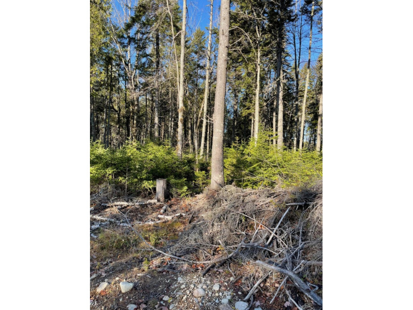 Land has been partially cleared, driveway in place and soil test - Beach Acreage for sale in Milbridge, Maine on Beachhouse.com