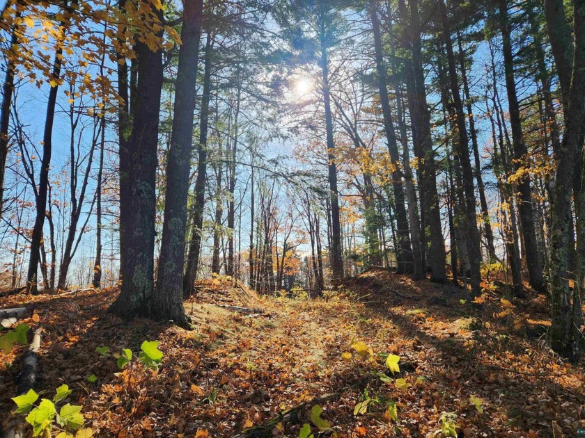 With towering pines and healthy hardwoods, this setting - Beach Lot for sale in Bayfield, Wisconsin on Beachhouse.com