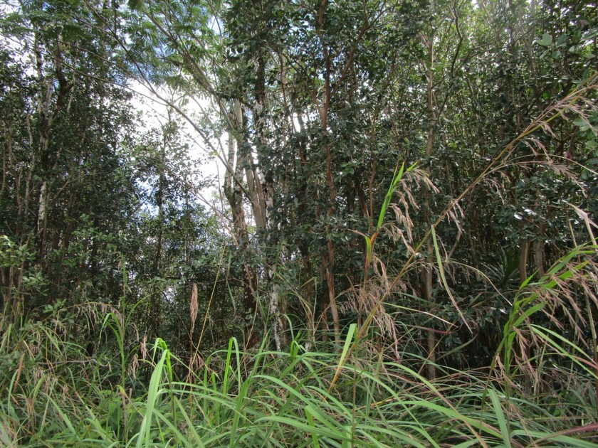 Excellent location only a couple lots away from the Keaau-Pahoa - Beach Lot for sale in Kurtistown, Hawaii on Beachhouse.com