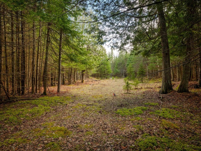 This wooded 10-acre parcel is ideally located on a year-round - Beach Acreage for sale in Gulliver, Michigan on Beachhouse.com