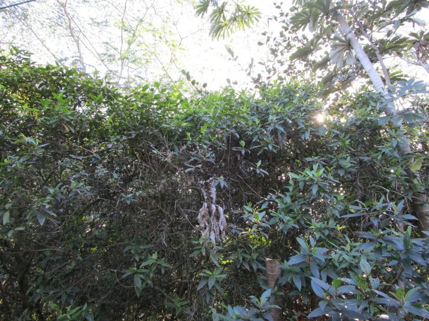 Enjoy the sunny side of the subdivision. Only a short walk to - Beach Lot for sale in Keaau, Hawaii on Beachhouse.com