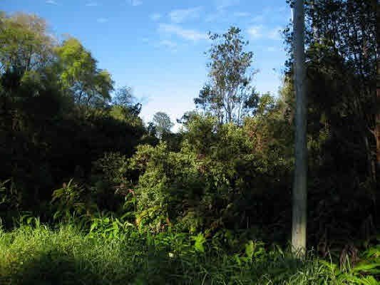 PASTURELAND: GRADE *A*! THIS PARCEL IS 194.53 ACRES, PART OF A - Beach Acreage for sale in Volcano, Hawaii on Beachhouse.com