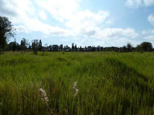 EXCELLENT PASTURE/SILAGE! THIS IS THE 3rd, MOST MAUKA(MOUNTAIN) - Beach Acreage for sale in Mountain View, Hawaii on Beachhouse.com