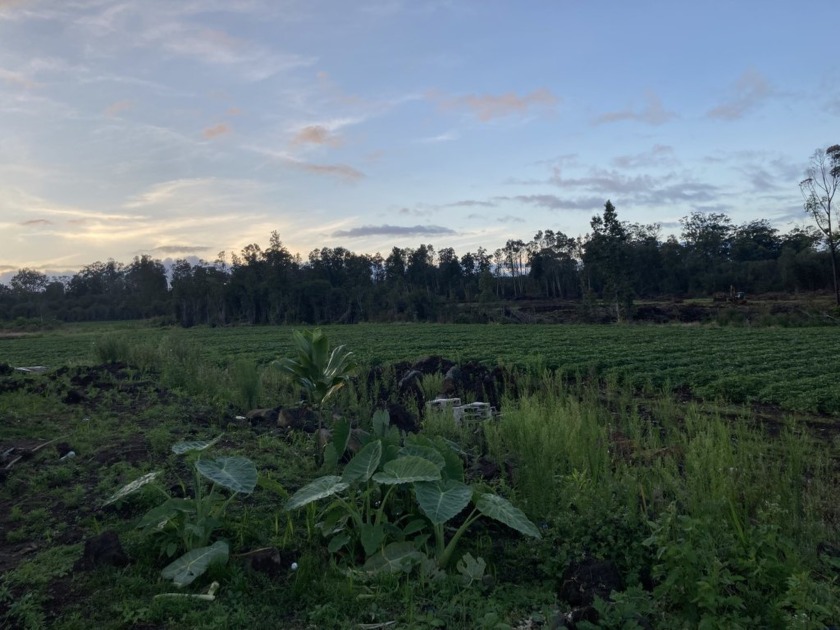 FERTILE, RICH AGRICULTURAL ACREAGE AWAITS THE FARMER INTENDING - Beach Acreage for sale in Volcano, Hawaii on Beachhouse.com