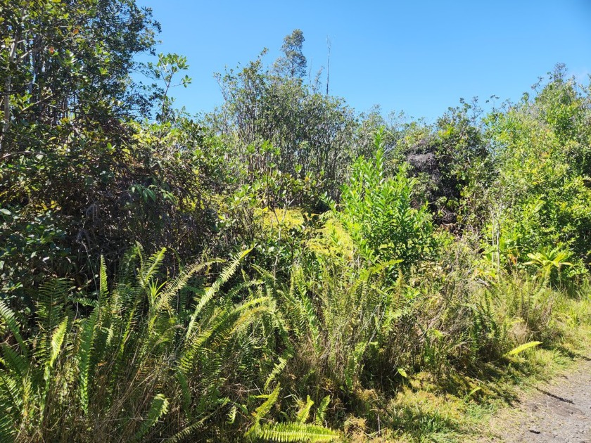 This 3 acre parcel boasts a seasonal stream. A private, secluded - Beach Acreage for sale in Mountain View, Hawaii on Beachhouse.com