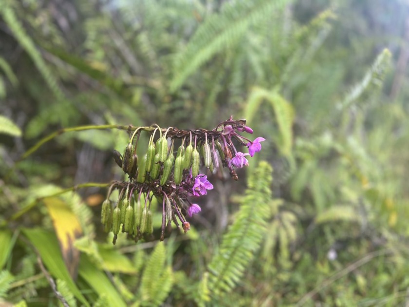Welcome - Your Hawaiian Paradise Awaits! Discover the beauty and - Beach Acreage for sale in Mountain View, Hawaii on Beachhouse.com