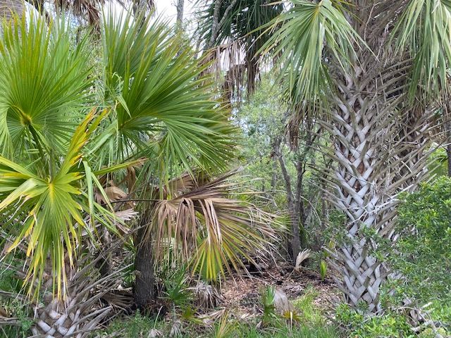 Lot filled with palm trees, beautiful place to build.  Public - Beach Lot for sale in Crawfordville, Florida on Beachhouse.com