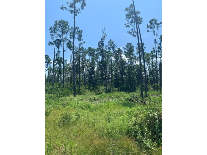 Laird Point offers the beauty of Florida's natural landscape - Beach Lot for sale in Panama City, Florida on Beachhouse.com