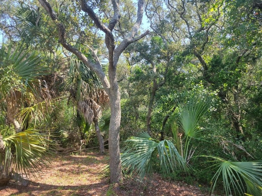 Build your Beach Tree House on this special lot with canopied - Beach Lot for sale in St. George Island, Florida on Beachhouse.com