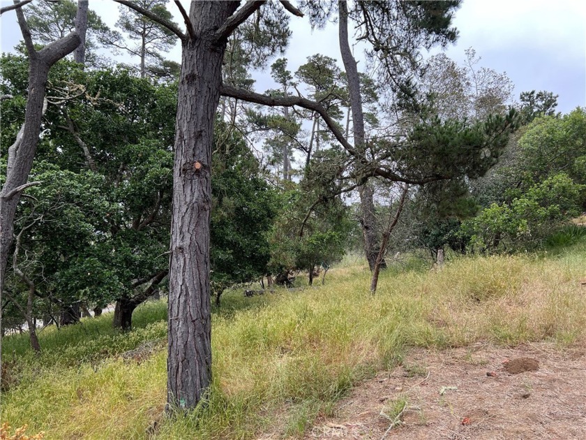 Top of Lodge Hill with Mountain & Forest Views. #587 on CCSD - Beach Lot for sale in Cambria, California on Beachhouse.com