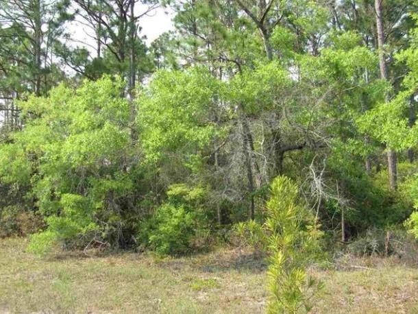 Wow! .37 acre level lot with all the utilities present, no HOA - Beach Lot for sale in Panacea, Florida on Beachhouse.com