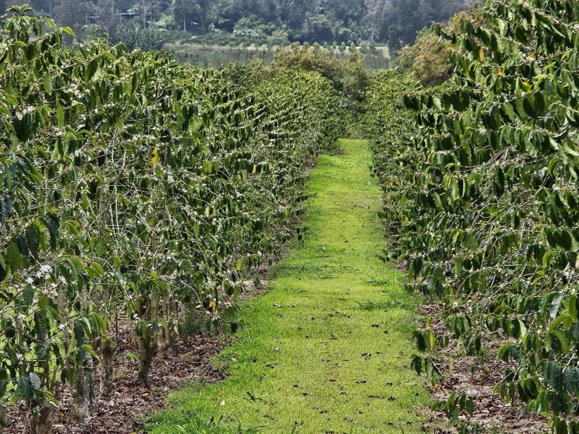 This is a leasehold property. 11.8 Acre Producing Coffee Farm - Beach Acreage for sale in Captain Cook, Hawaii on Beachhouse.com