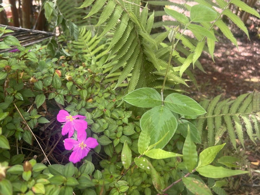 Opportunity Awaits in Black Sand Beach - Beach Lot for sale in Pahoa, Hawaii on Beachhouse.com