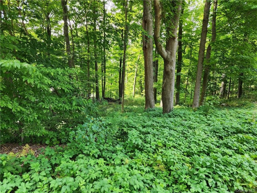 Fantastic land, wooded and private, suitable for various styles - Beach Lot for sale in Kent, New York on Beachhouse.com