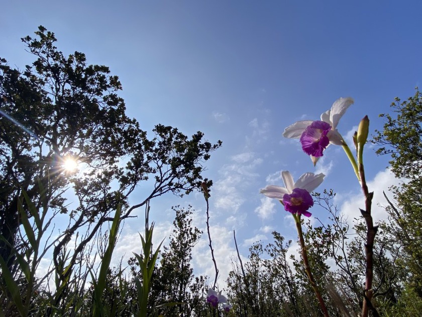 *RARELY AVAILABLE* 6 acres in Fern Forest Vacation Estates! - Beach Acreage for sale in Volcano, Hawaii on Beachhouse.com