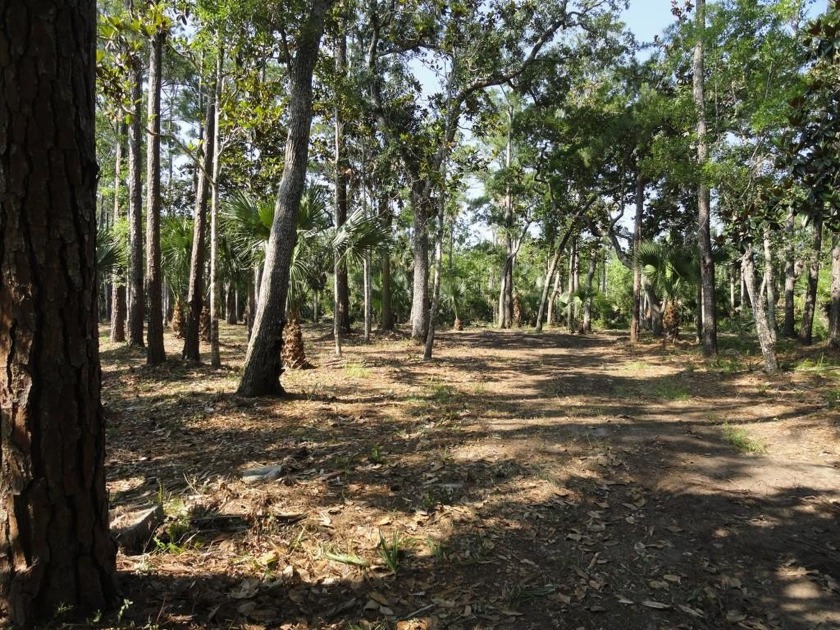 Heavily wooded secluded building site in unincorporated Franklin - Beach Acreage for sale in Apalachicola, Florida on Beachhouse.com